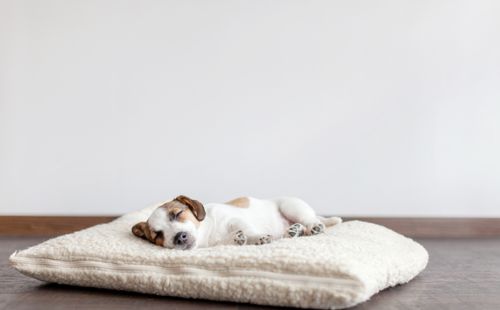 A small puppy with brown and white fur is peacefully sleeping on a fluffy, cream-colored cushion, set against a simple, light background. The puppy appears cozy and relaxed.