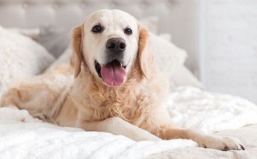 Golden Retriever lying on a bed with a fluffy white blanket, looking at the camera with its tongue out. The background is softly blurred, giving a cozy and warm atmosphere.